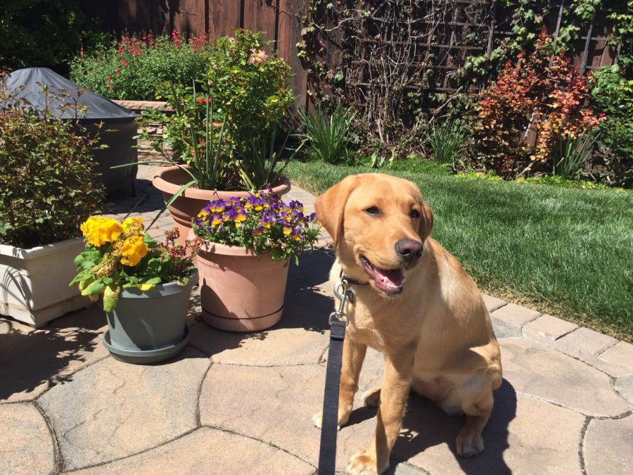 Cindy%2C+a+four+month+old+Labrador+Retriever%2C+sunbathes+while+her+raiser%2C+Karen+Brown%2C+watches.+Cindy+is+training+to+be+a+guide+dog.